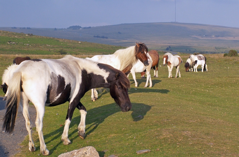 04 Dartmoor Pony.JPG - KONICA MINOLTA DIGITAL CAMERA